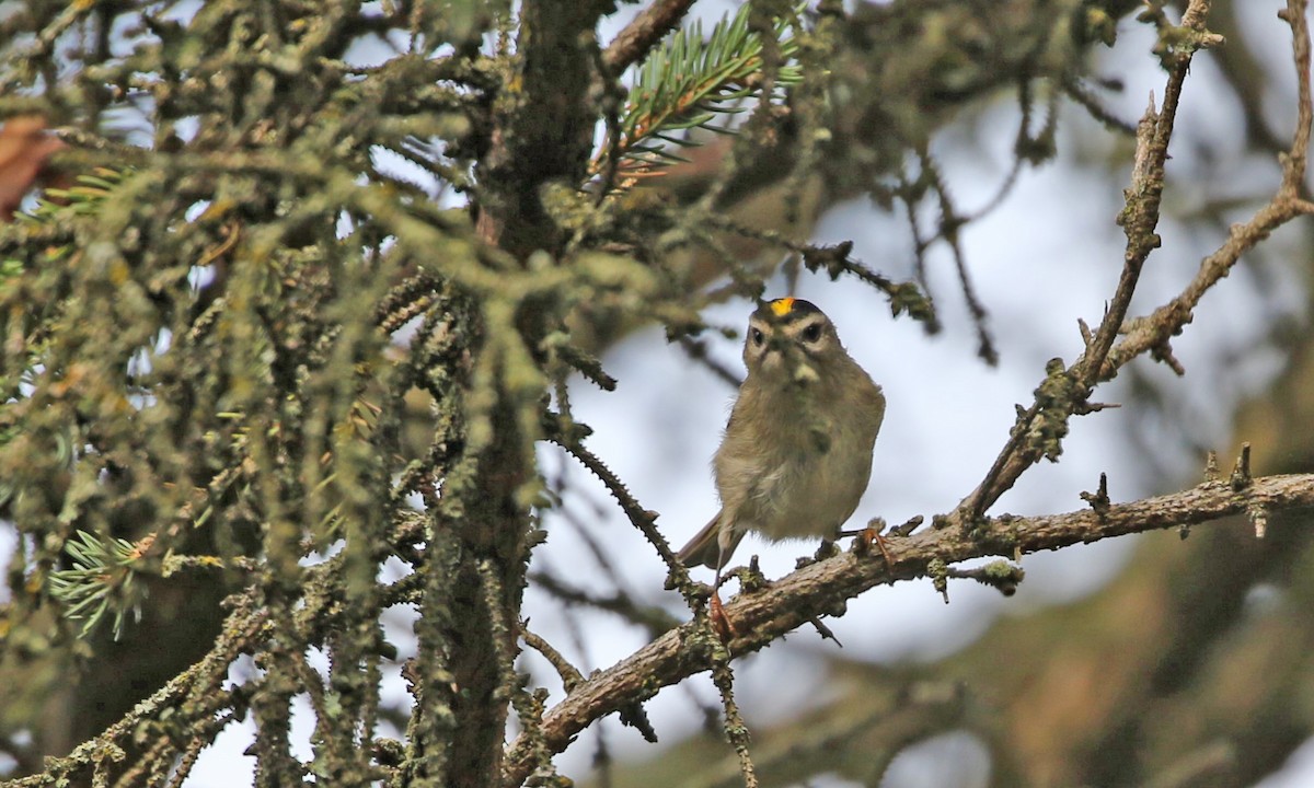 Golden-crowned Kinglet - ML610173199