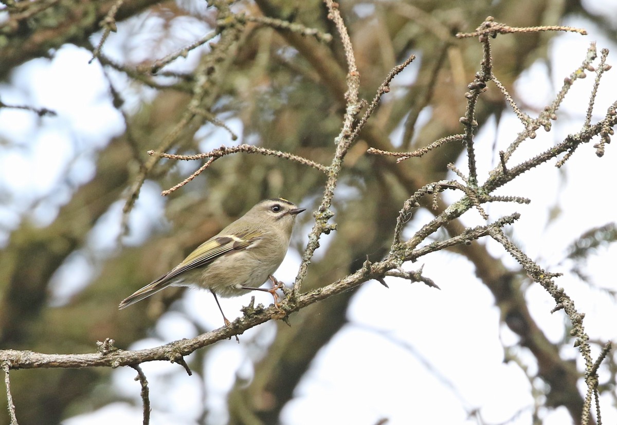 Golden-crowned Kinglet - ML610173200