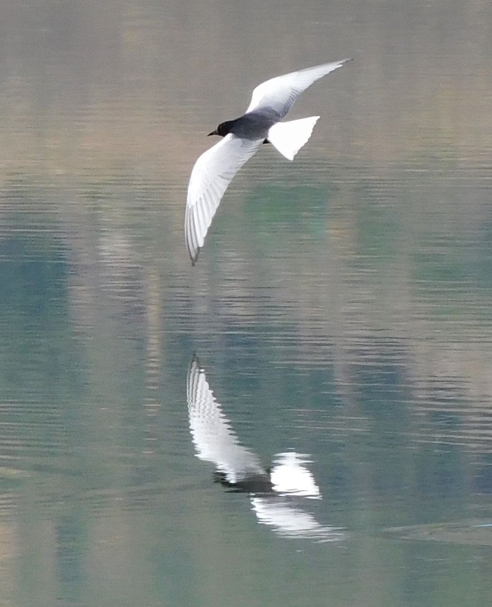 White-winged Tern - ML610173308