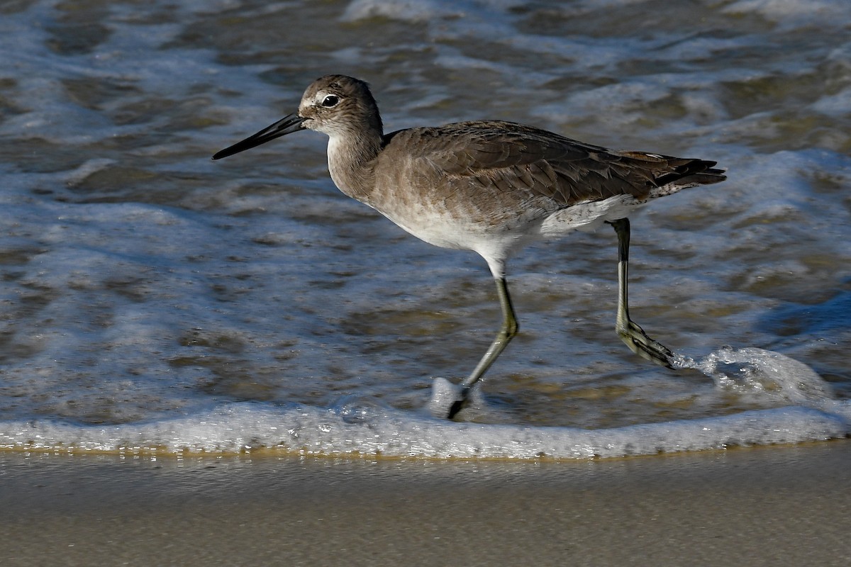 Willet - Paul Nale