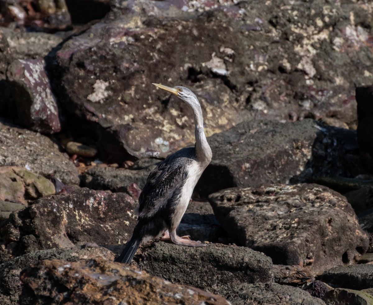 Austral-Schlangenhalsvogel - ML610173335