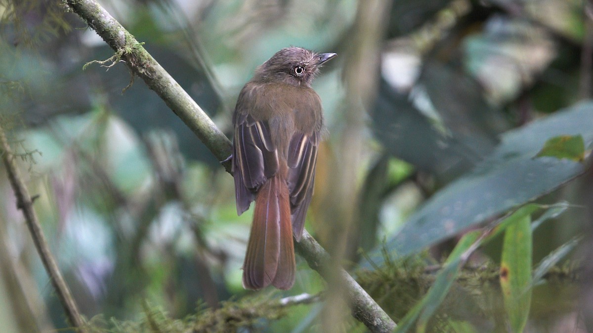 Brownish Twistwing - Daniel Pacheco Osorio