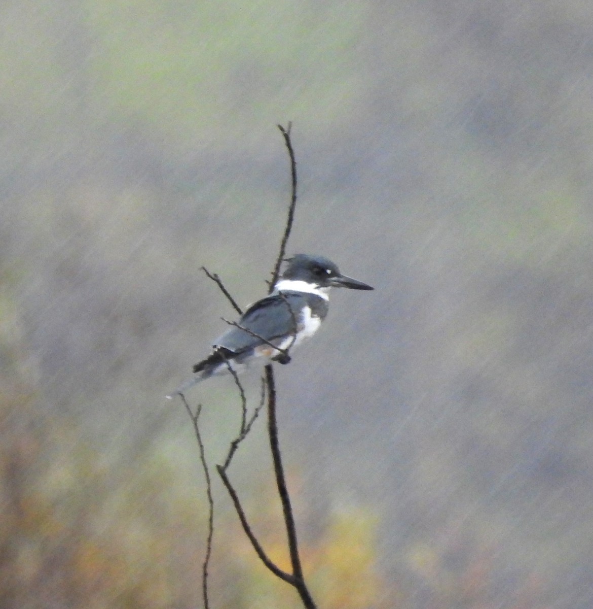 Belted Kingfisher - ML610173455