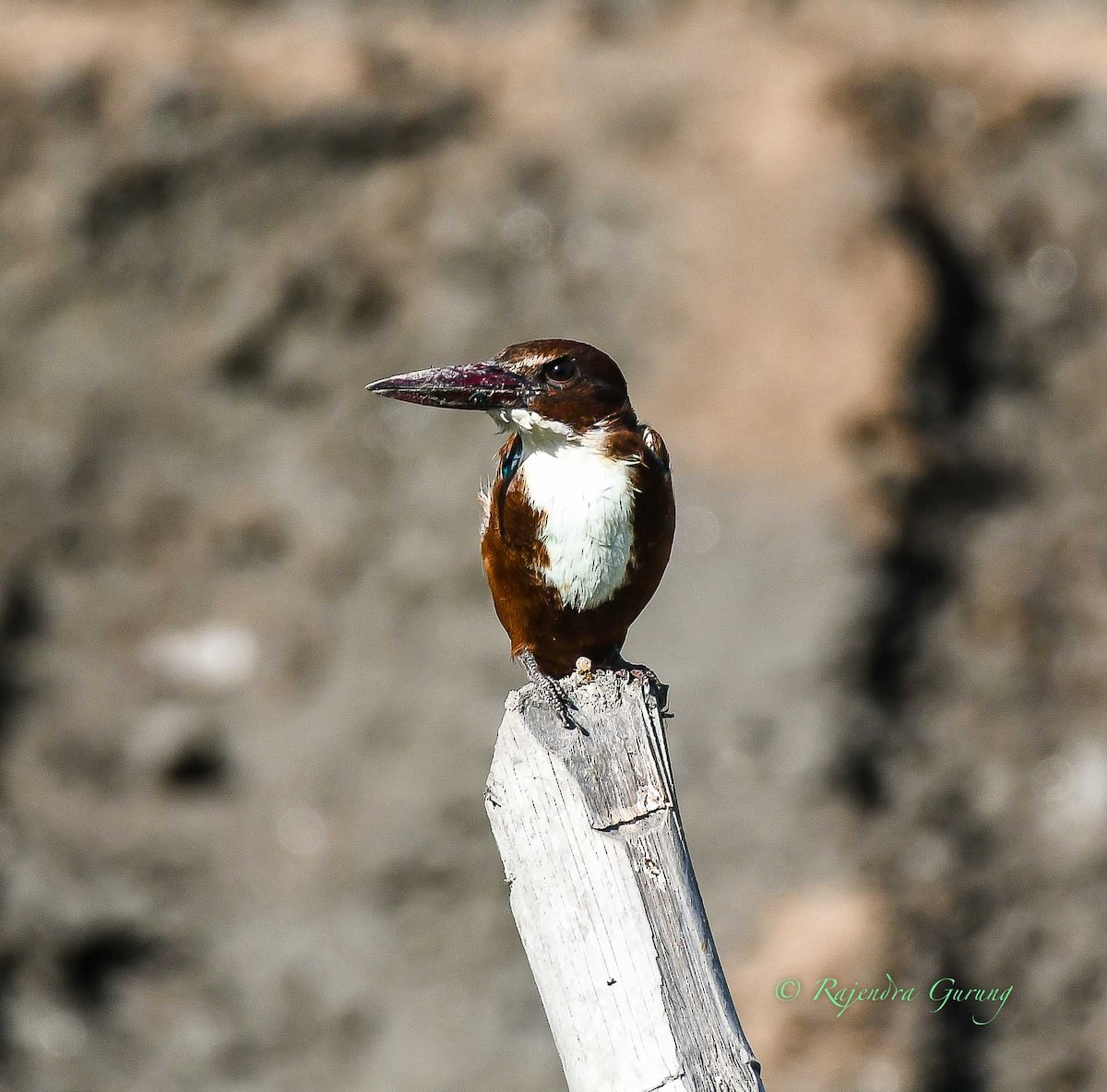 White-throated Kingfisher - ML610173468
