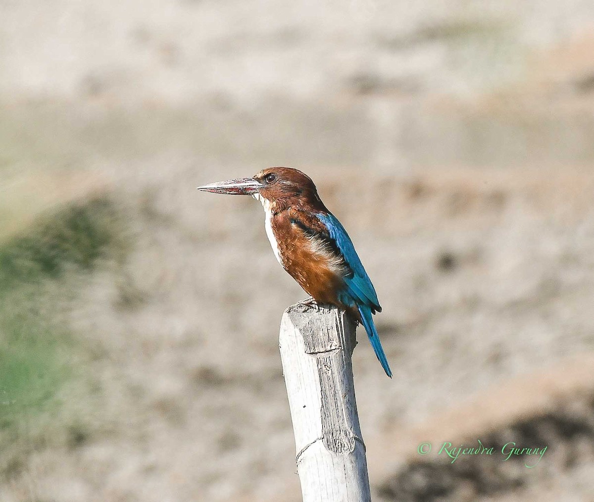 White-throated Kingfisher - ML610173469