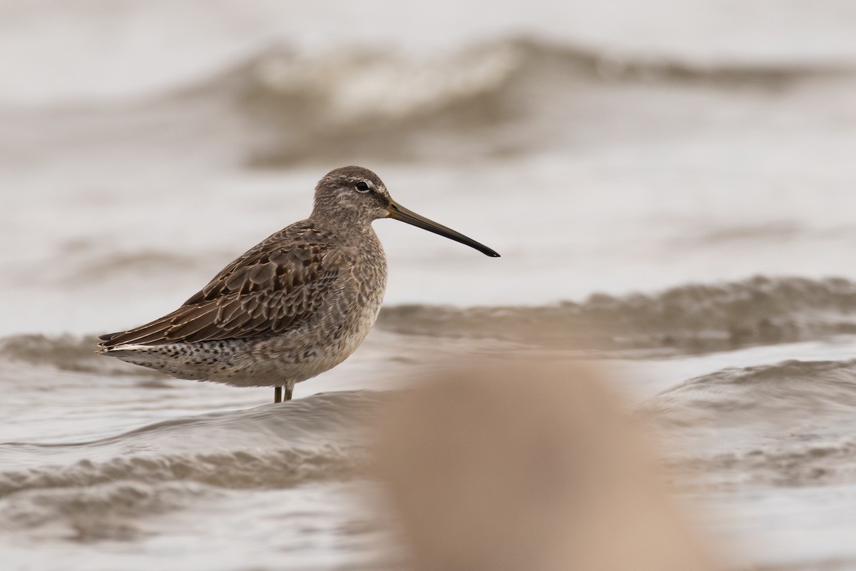 Long-billed Dowitcher - ML610173632