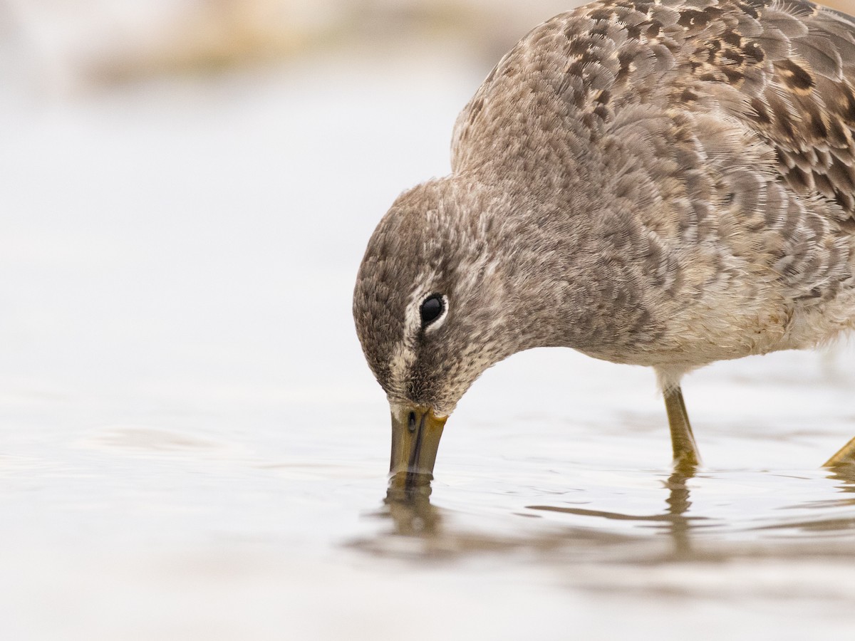 Long-billed Dowitcher - ML610173633