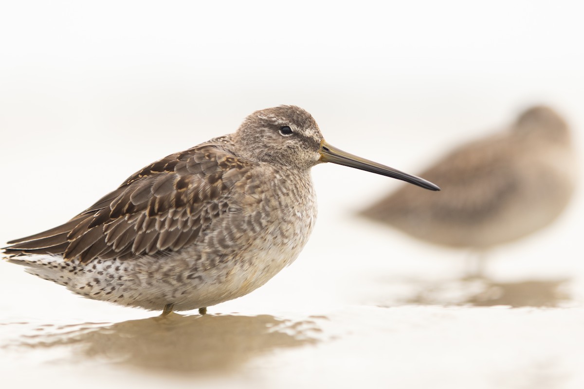 Long-billed Dowitcher - ML610173635
