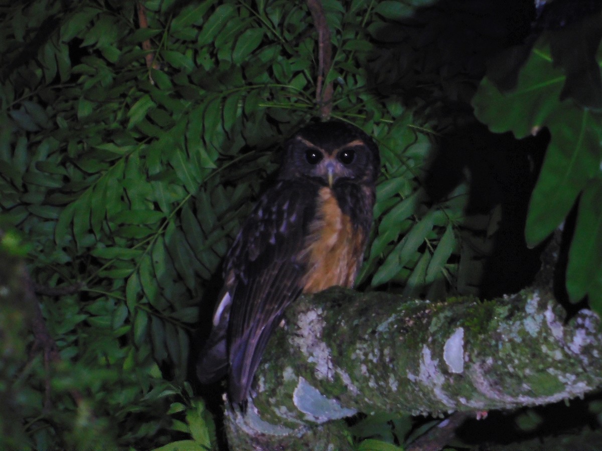 Tawny-browed Owl - ML610173661
