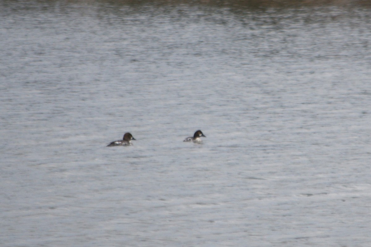 Common Goldeneye - ML610173697