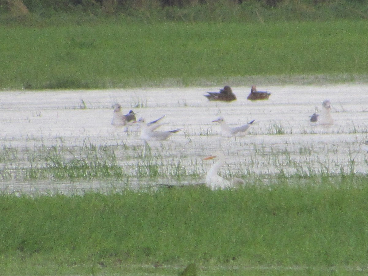 Western Cattle Egret - ML610173703