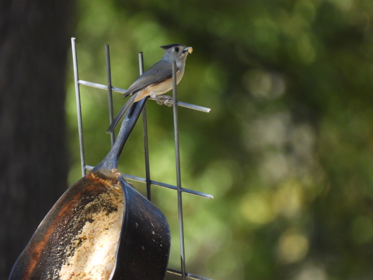 Black-crested Titmouse - ML610173726