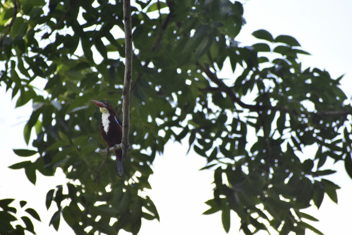 White-throated Kingfisher - ML610173750
