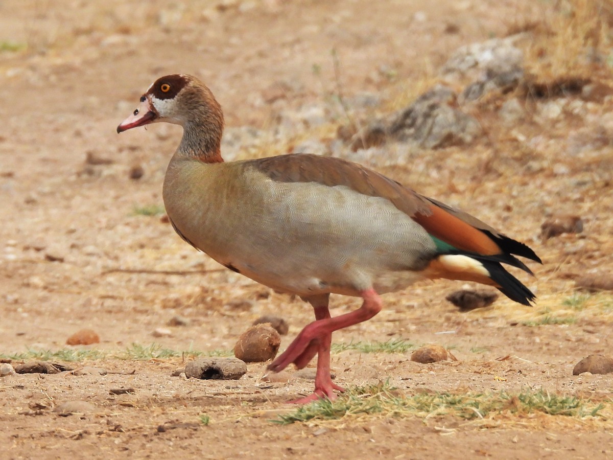 Egyptian Goose - ML610173820