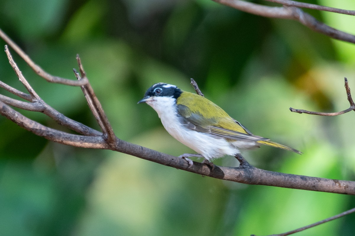 White-throated Honeyeater - ML610173824