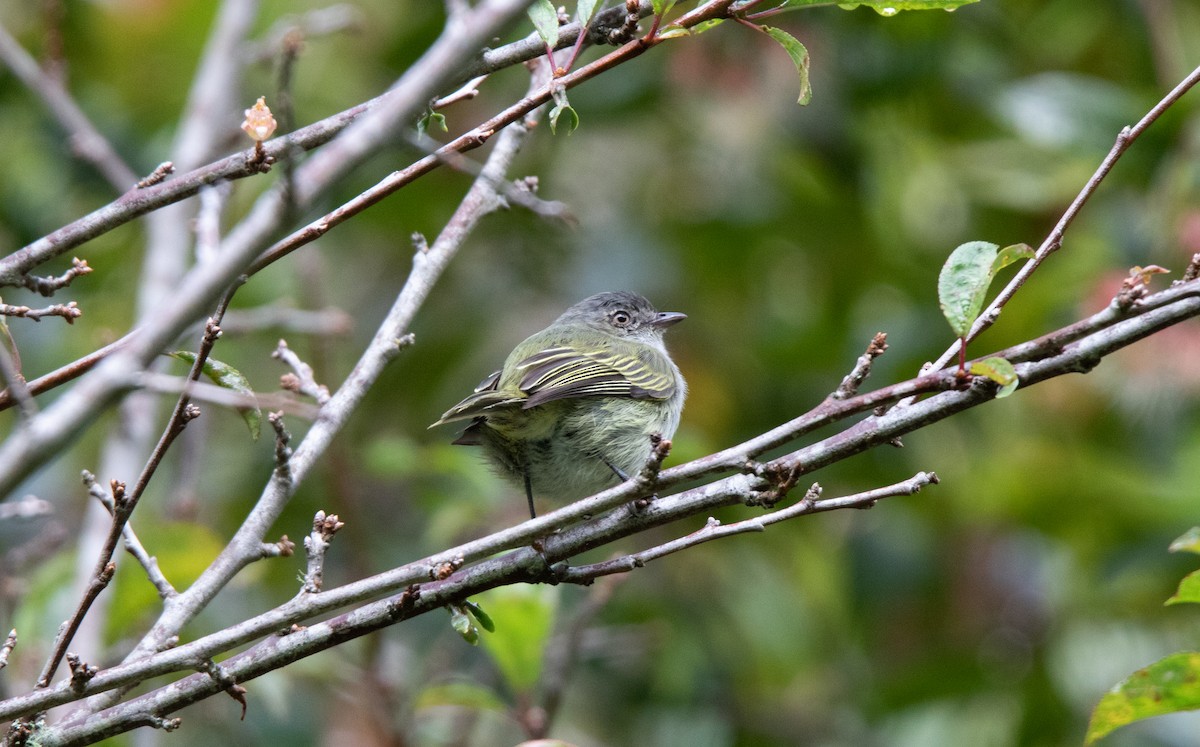 Mistletoe Tyrannulet - ML610173827