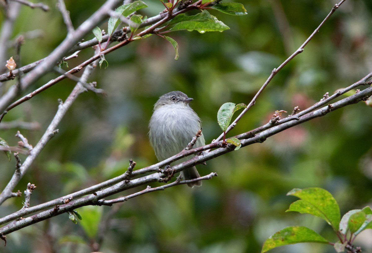 Mistletoe Tyrannulet - ML610173828