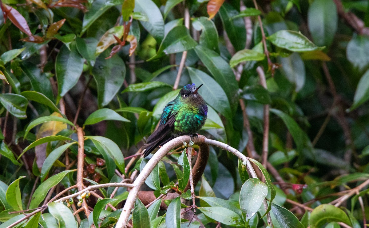 Fiery-throated Hummingbird - Annika Anderson