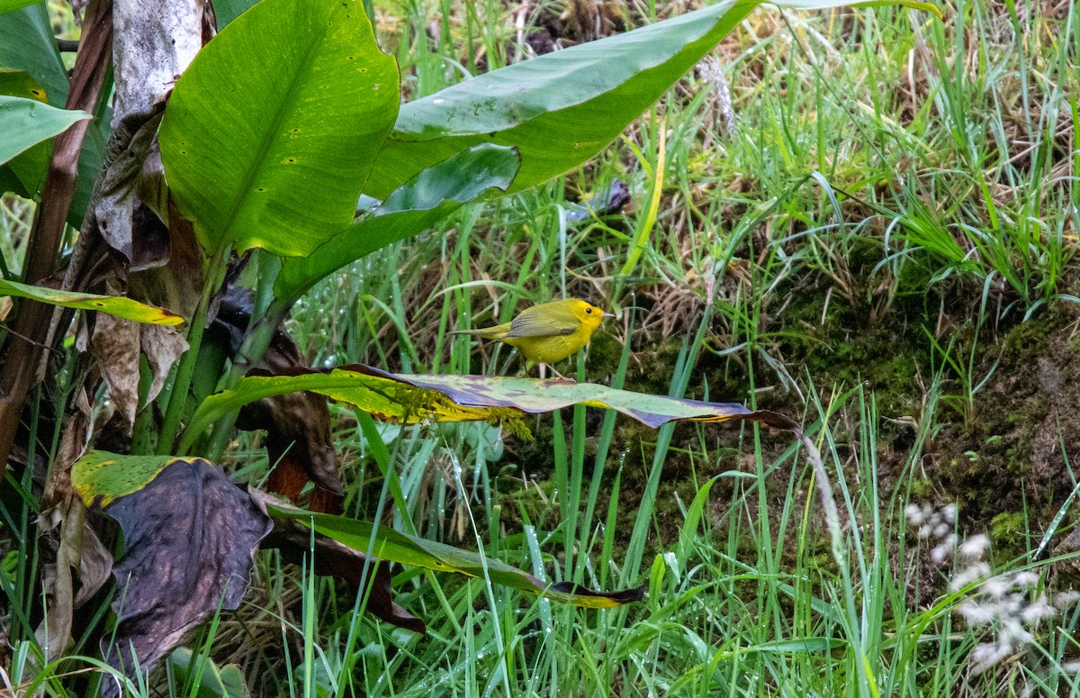 Wilson's Warbler - ML610173841