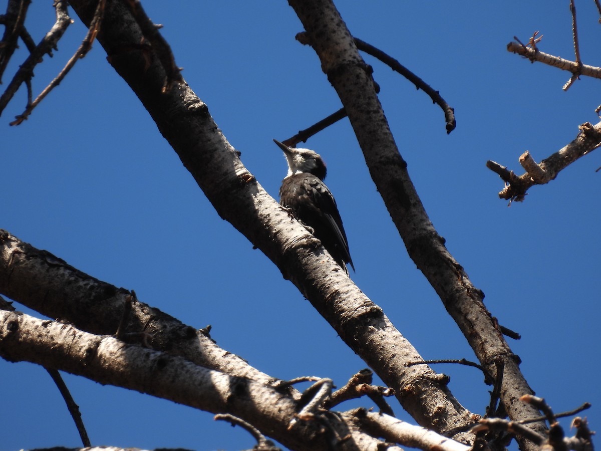 White-headed Woodpecker - John McKay