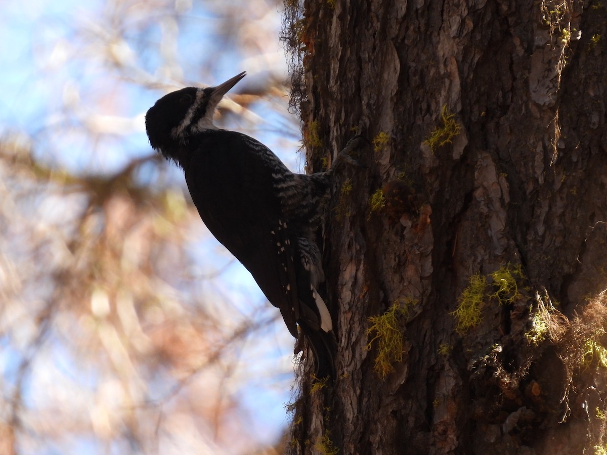 Black-backed Woodpecker - ML610173945