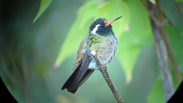 Colibri à oreilles blanches - ML610173960