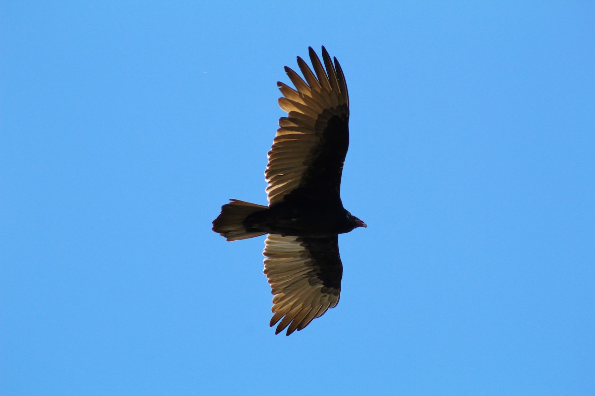 Turkey Vulture - ML610173967