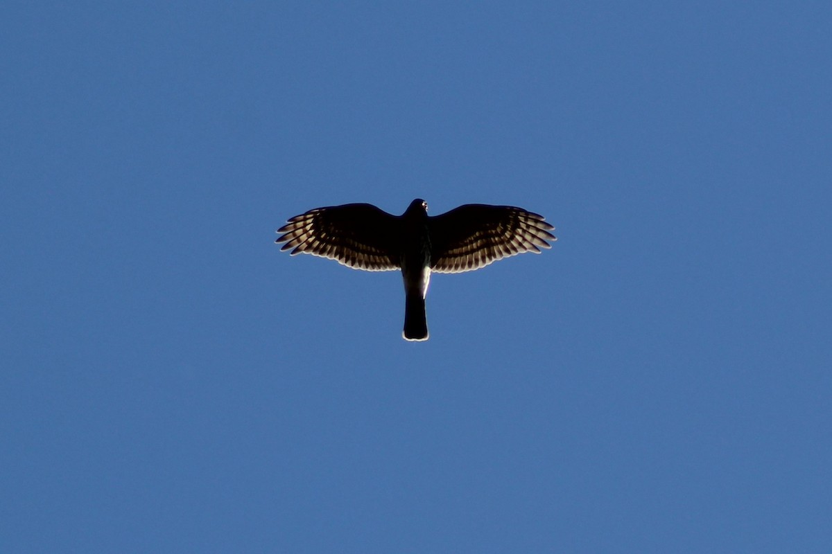 Sharp-shinned Hawk - ML610173971