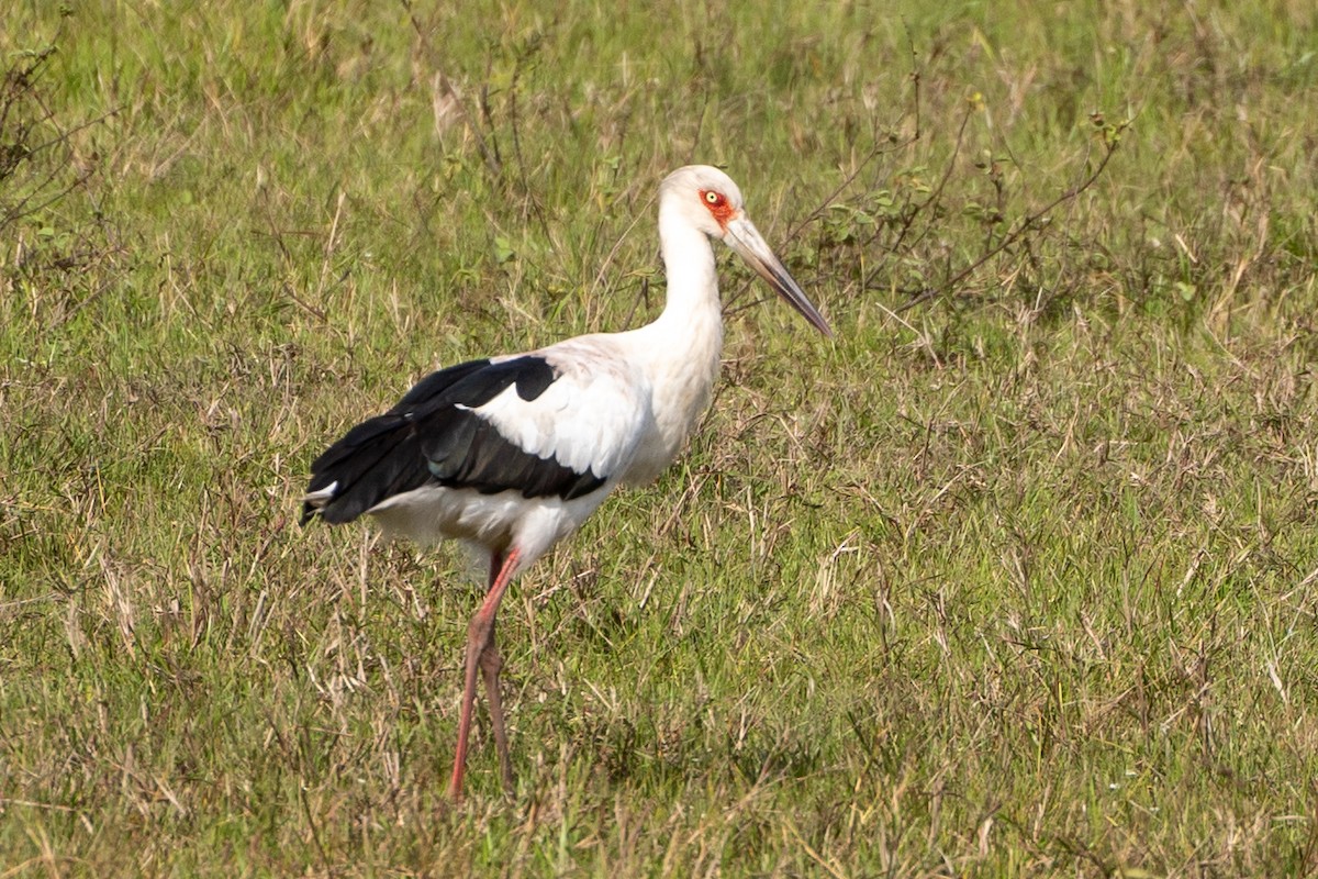 Cigogne maguari - ML610173984