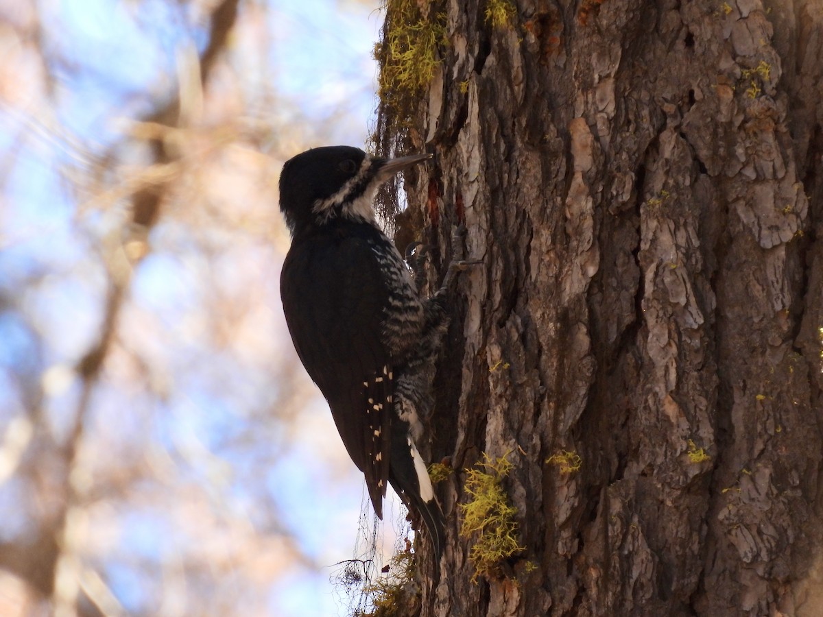 Black-backed Woodpecker - ML610174056