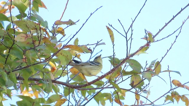 Blackpoll Warbler - ML610174090