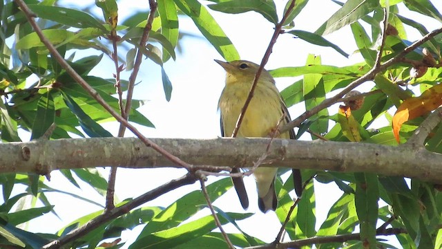 Paruline rayée - ML610174091