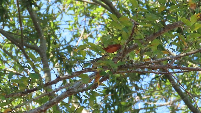 Blackpoll Warbler - ML610174094