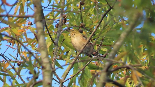 Braunkehl-Waldsänger - ML610174099