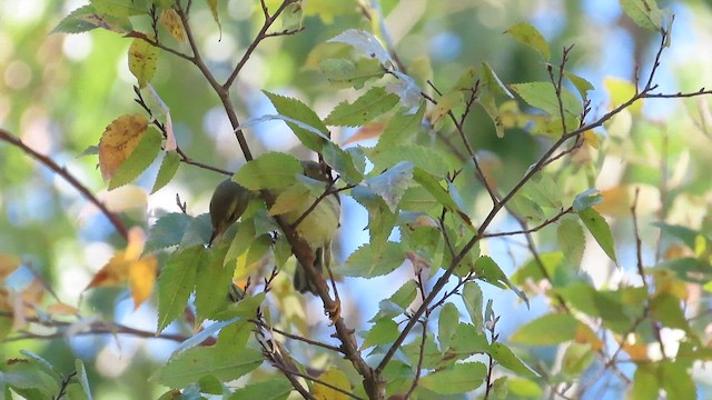 Blackpoll Warbler - ML610174111