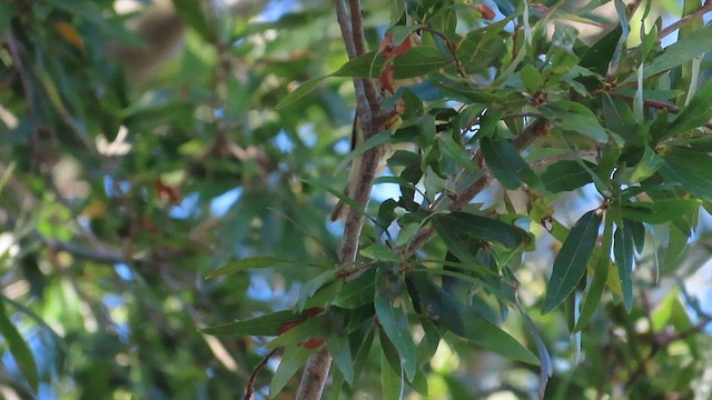 Blackpoll Warbler - ML610174113