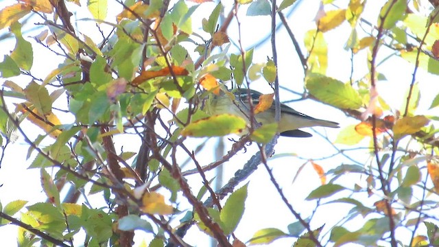 Blackpoll Warbler - ML610174114