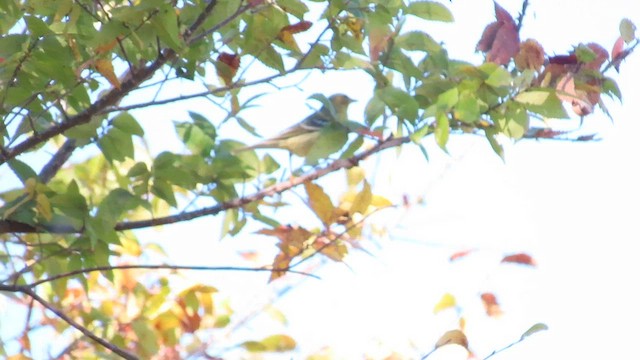 Blackpoll Warbler - ML610174116