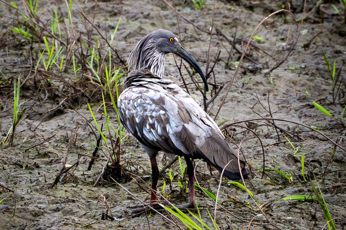ibis běločelý - ML610174127