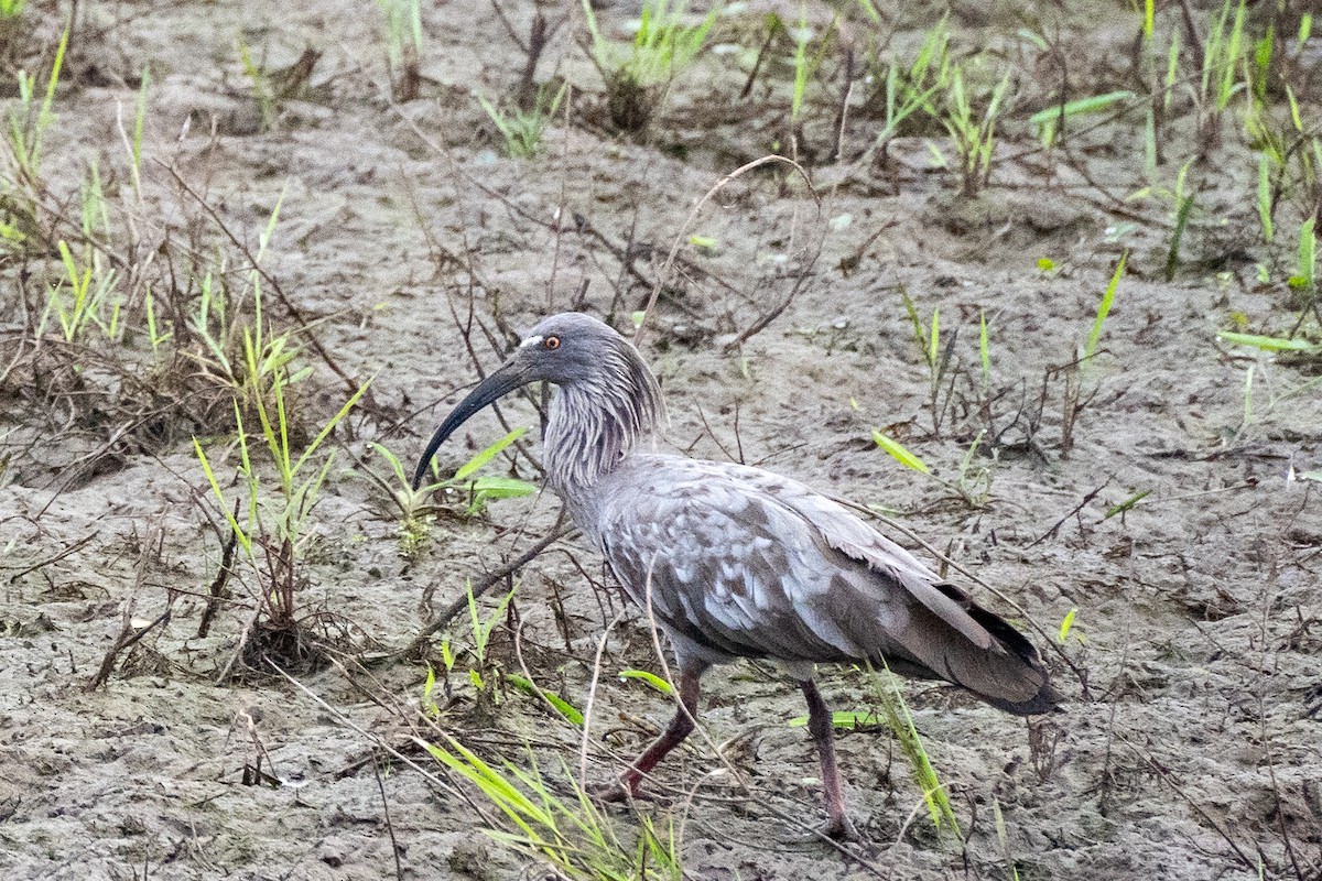 ibis běločelý - ML610174128