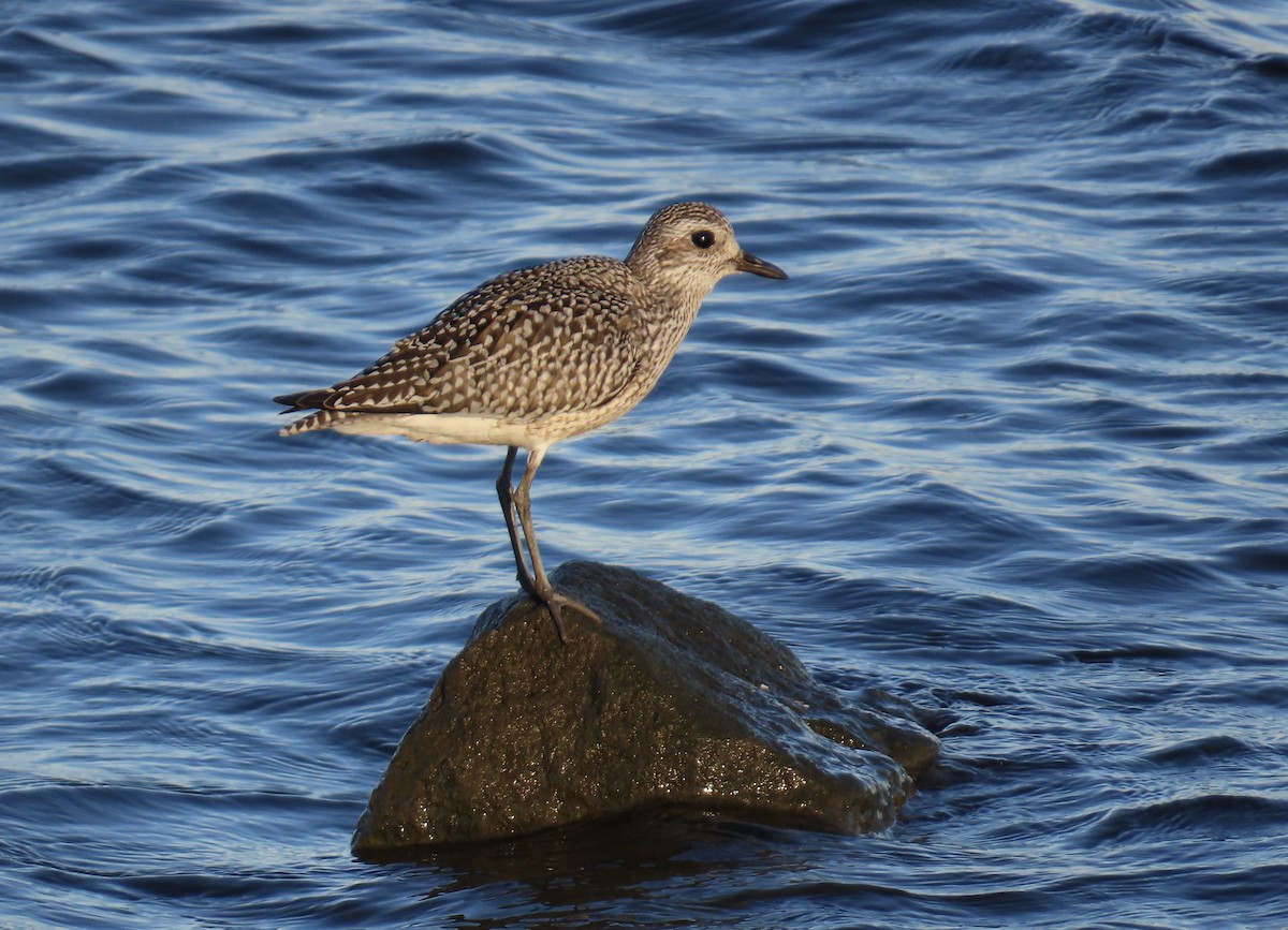 Black-bellied Plover - Linda Eyster