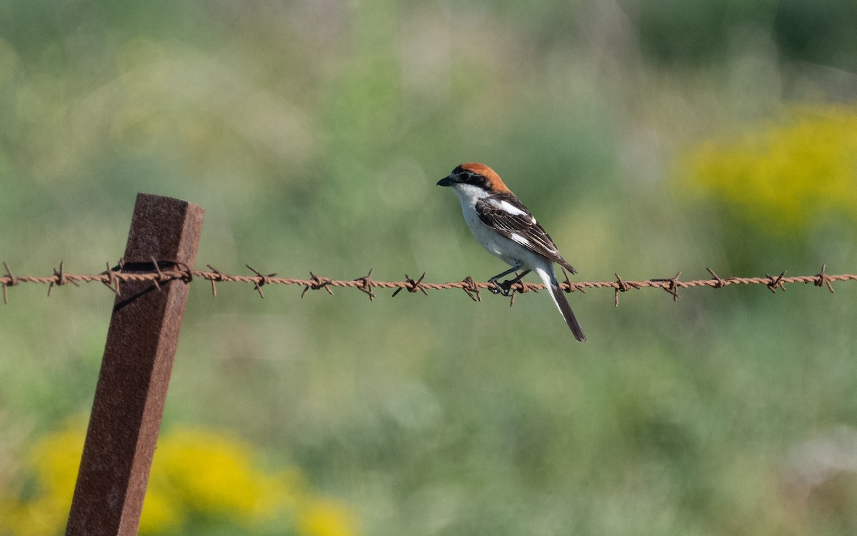 Woodchat Shrike - ML610174178