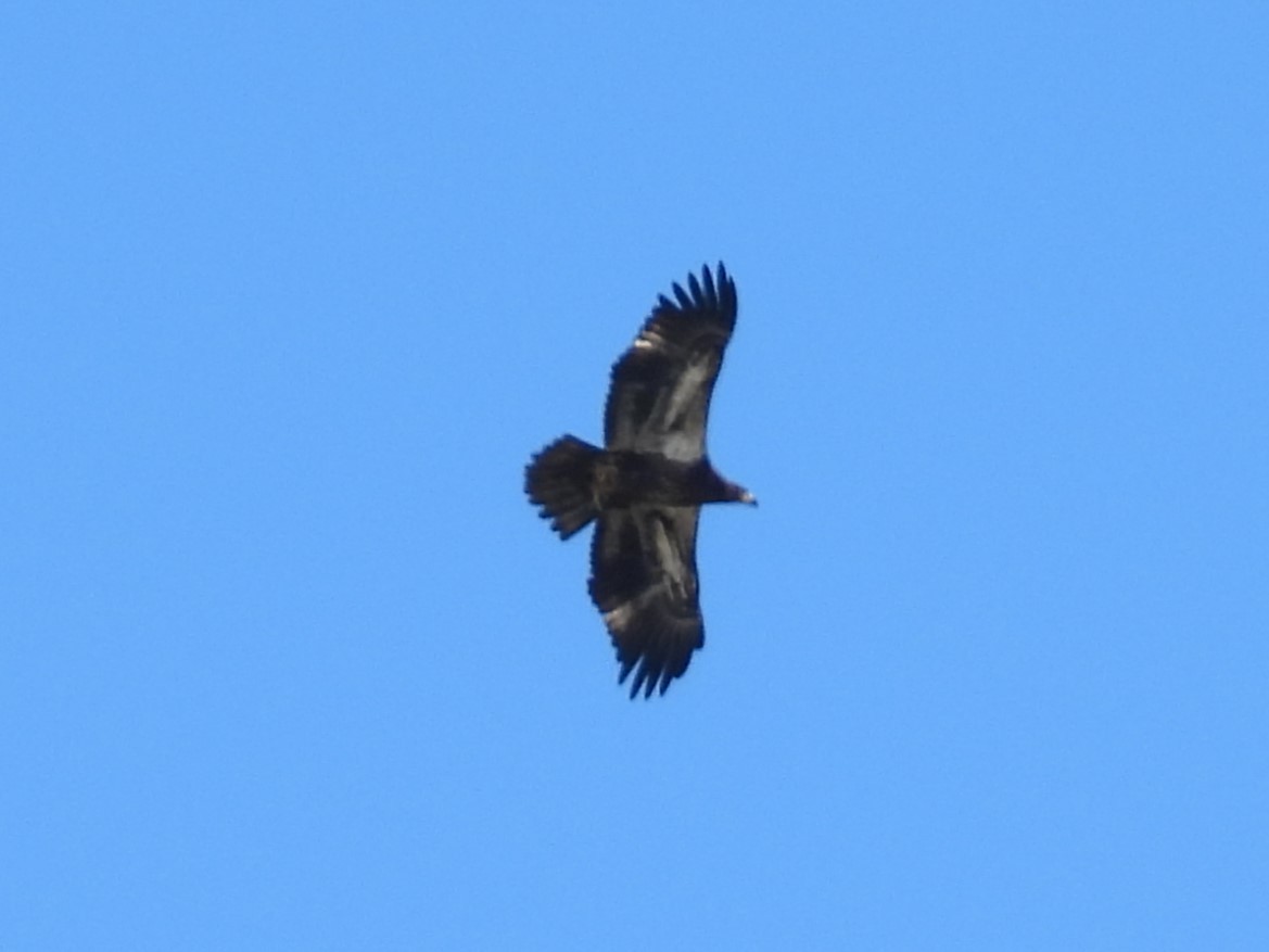 Bald Eagle - Brenda Aburto