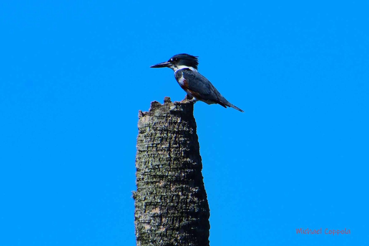 Belted Kingfisher - ML610174245