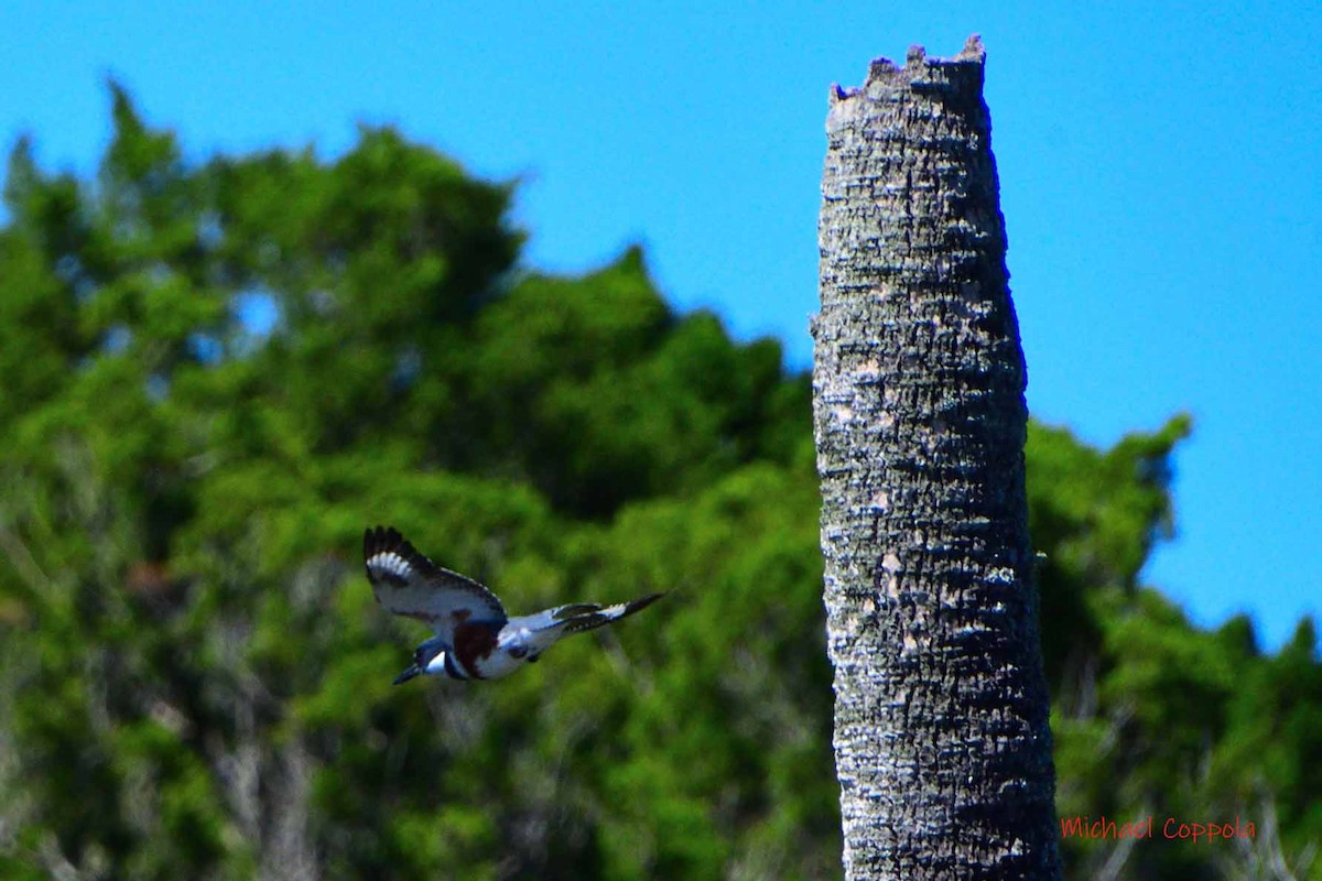 Belted Kingfisher - ML610174246