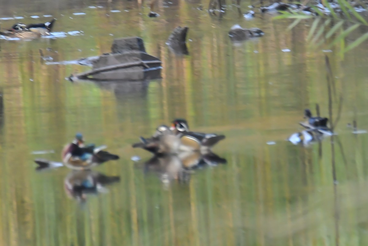 Wood Duck - ML610174305