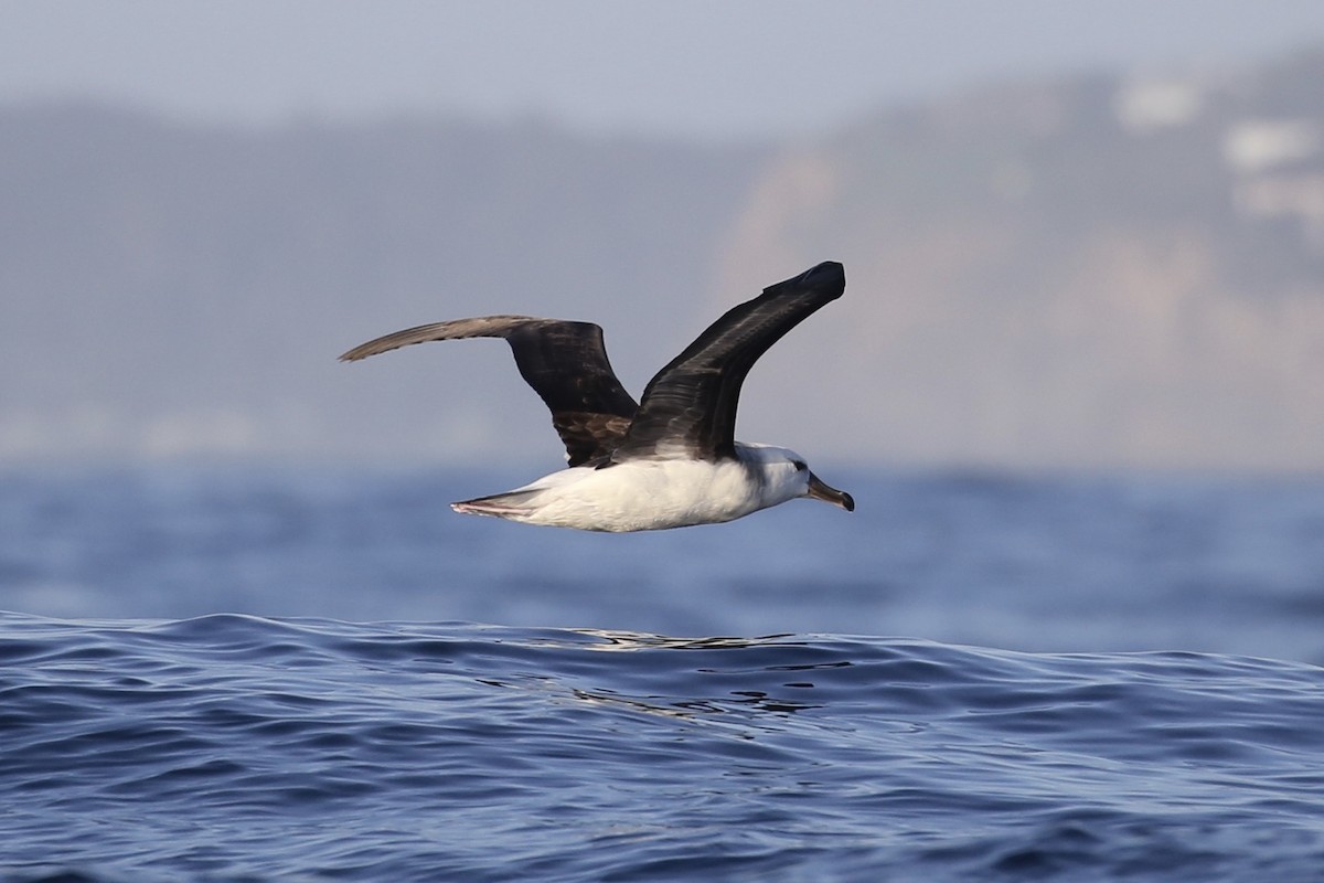 Black-browed Albatross (Black-browed) - ML610174341