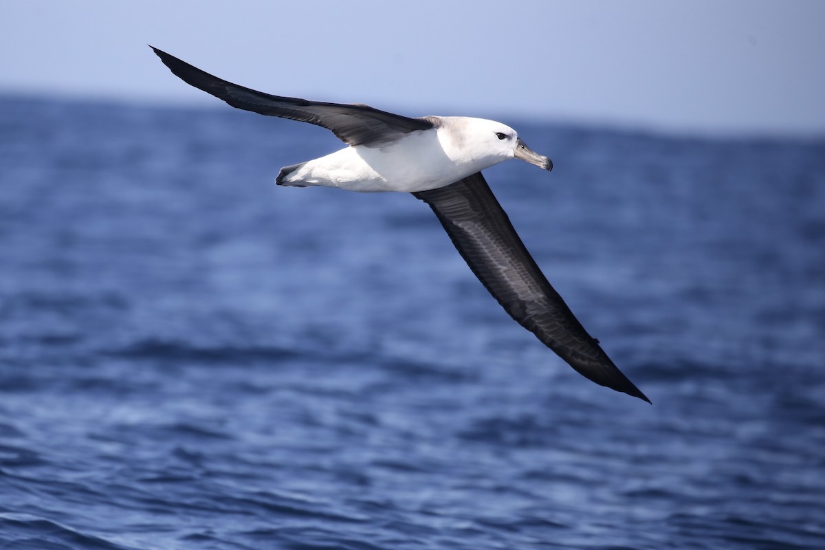 albatros černobrvý (ssp. melanophris) - ML610174342