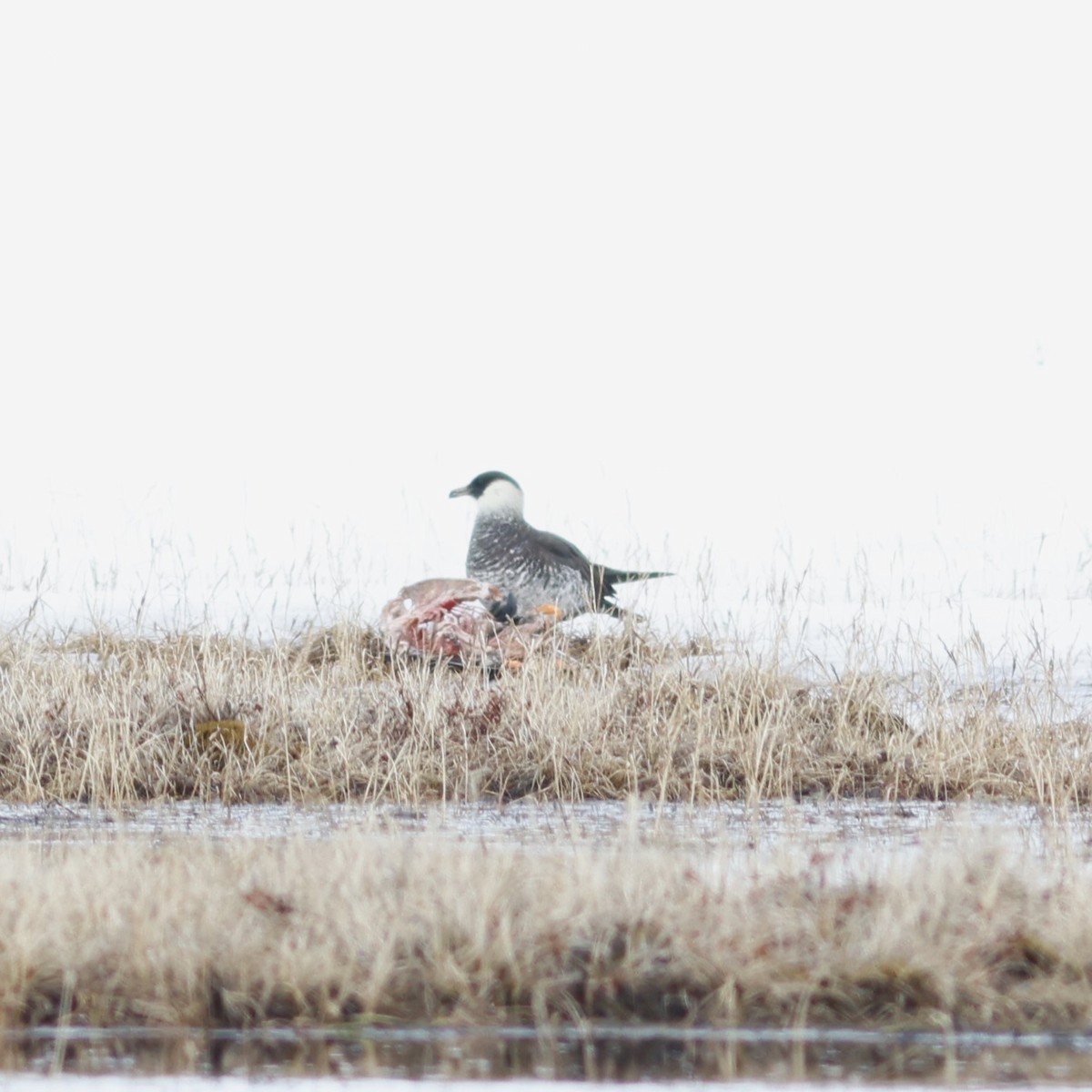 Средний поморник - ML610174428