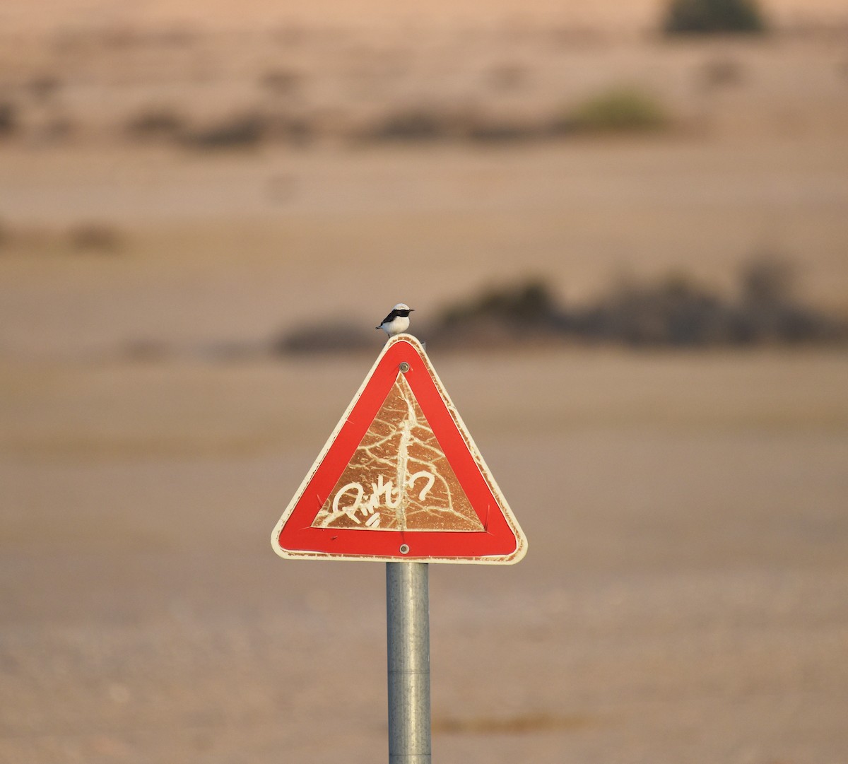 Mourning Wheatear - Steven Mlodinow